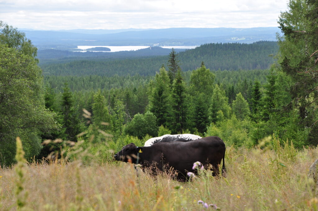 mountain summer grazing farms cows
