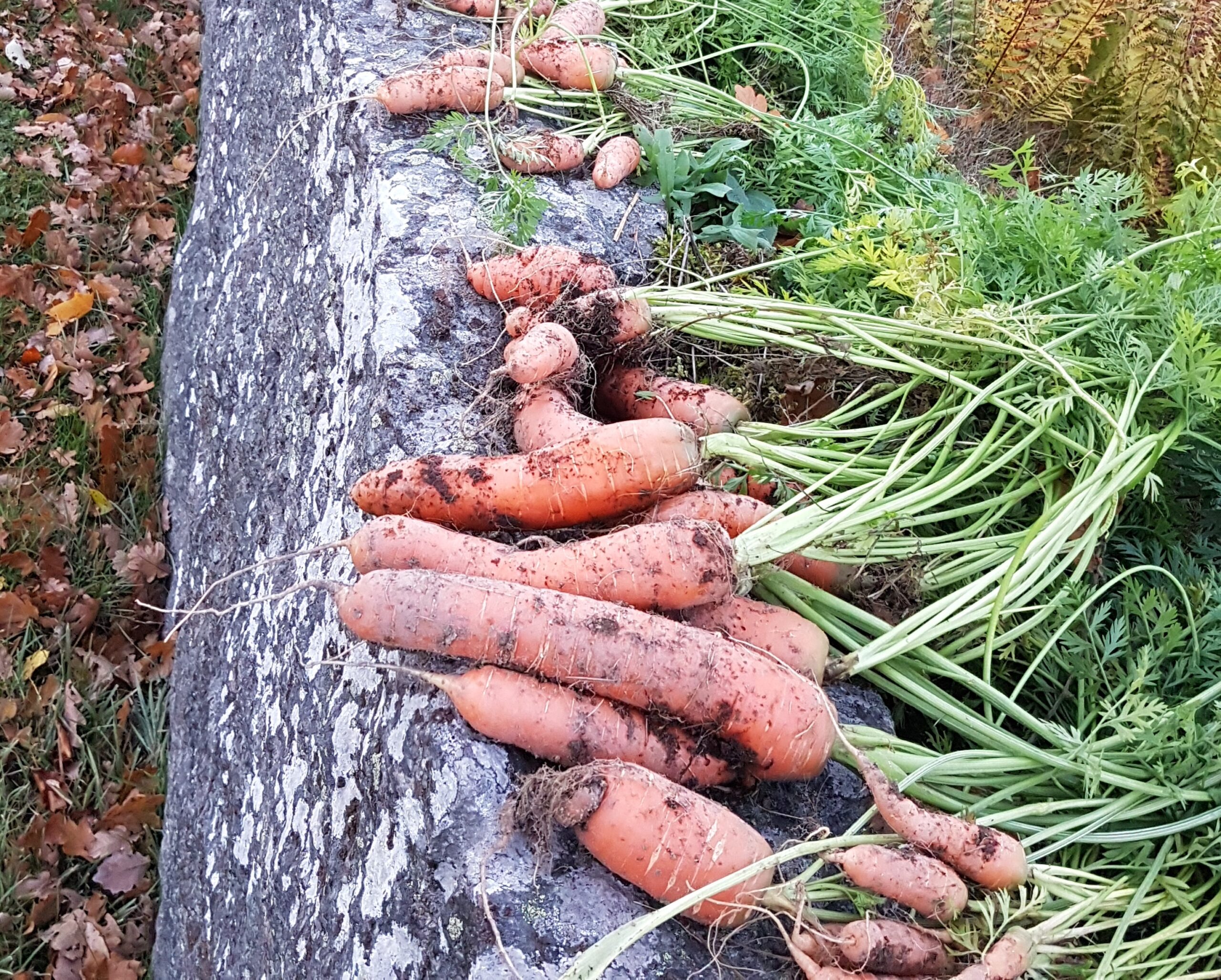 the-complete-journey-of-food-from-farm-to-plate-go-nature-market